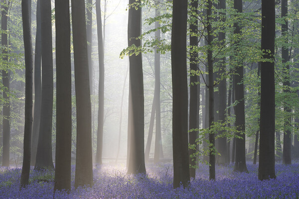 Sunray Shining in Forest with Bluebells Picture Board by Arterra 