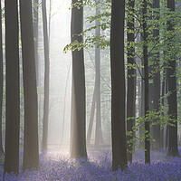 Buy canvas prints of Sunray Shining in Forest with Bluebells by Arterra 