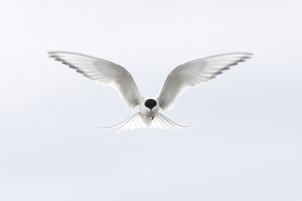 Hovering Arctic Tern Picture Board by Arterra 