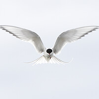 Buy canvas prints of Hovering Arctic Tern by Arterra 