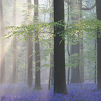 Buy canvas prints of Misty Spring Forest with Bluebells by Arterra 