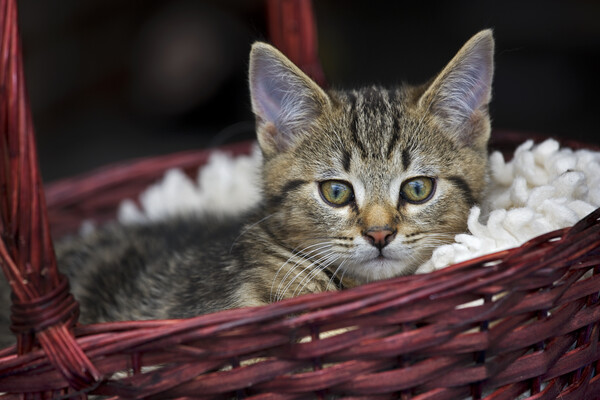 Cat in Basket Picture Board by Arterra 