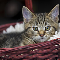 Buy canvas prints of Cat in Basket by Arterra 