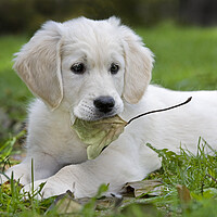 Buy canvas prints of White Golden Retriever Pup with Leaf by Arterra 
