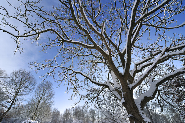 Tree in Winter Picture Board by Arterra 