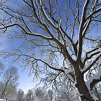 Buy canvas prints of Tree in Winter by Arterra 