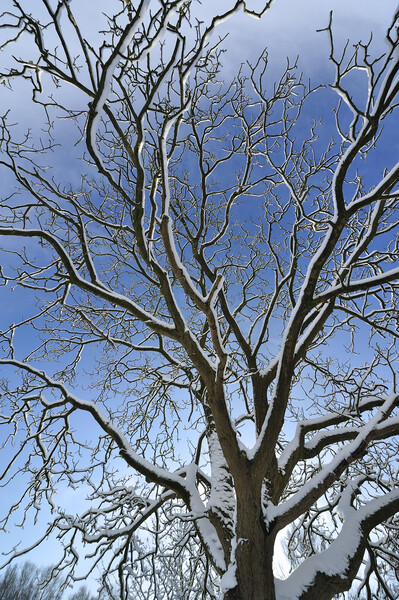 Bare Branches in Winter Picture Board by Arterra 