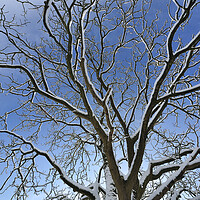Buy canvas prints of Bare Branches in Winter by Arterra 