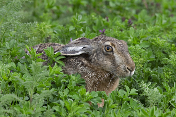 Brown Hare in Meadow Picture Board by Arterra 