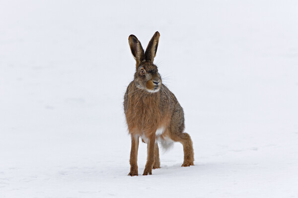 Brown Hare in the Snow Picture Board by Arterra 