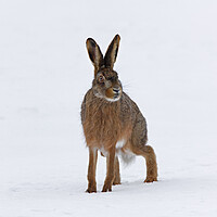 Buy canvas prints of Brown Hare in the Snow by Arterra 