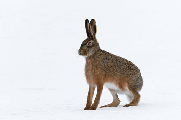 European Hare in the Snow Picture Board by Arterra 