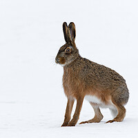 Buy canvas prints of European Hare in the Snow by Arterra 