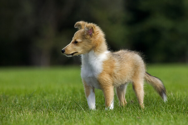 Shetland Sheepdog Pup Picture Board by Arterra 