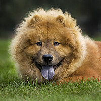 Buy canvas prints of Chow Chow by Arterra 