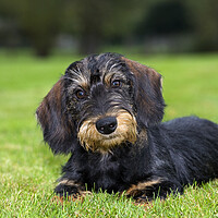 Buy canvas prints of Wire-haired Dachshund Pup by Arterra 