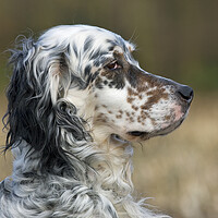 Buy canvas prints of English Setter by Arterra 