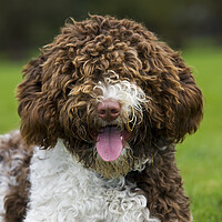 Buy canvas prints of Spanish Water Dog  by Arterra 