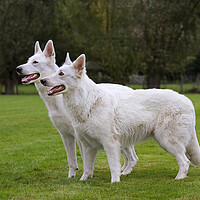 Buy canvas prints of Two White Swiss Shepherd Dogs by Arterra 