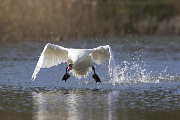Swan Taking Off from Lake Picture Board by Arterra 