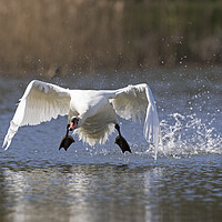 Buy canvas prints of Swan Taking Off from Lake by Arterra 