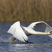 Buy canvas prints of Mute Swan Landing on Lake by Arterra 