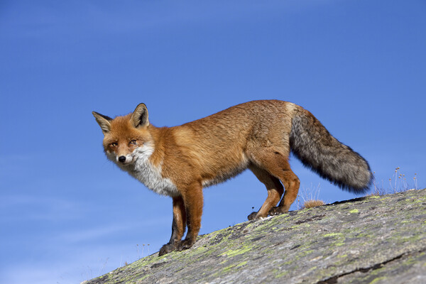 Red Fox in the Alps Picture Board by Arterra 
