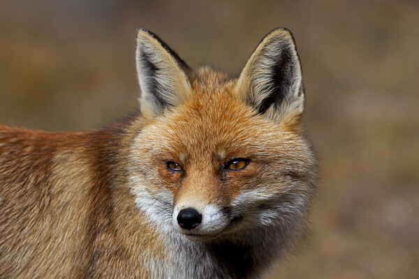 Red Fox Close Up Picture Board by Arterra 