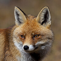 Buy canvas prints of Red Fox Close Up by Arterra 