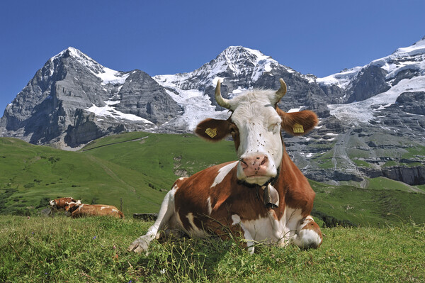 The Eiger and Alpine Cow, Switzerland Picture Board by Arterra 