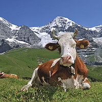 Buy canvas prints of The Eiger and Alpine Cow, Switzerland by Arterra 