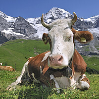 Buy canvas prints of Swiss Cow in the Alps by Arterra 