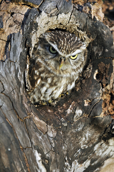 Little Owl in Tree Picture Board by Arterra 