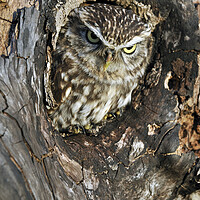 Buy canvas prints of Little Owl in Tree by Arterra 