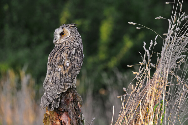 Long-Eared Owl Picture Board by Arterra 