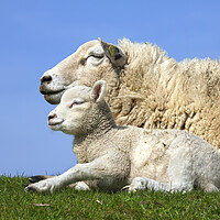 Buy canvas prints of Ewe with Lamb in Meadow by Arterra 