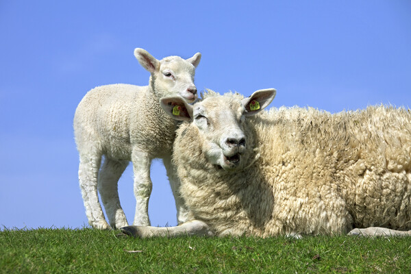 Sheep with Lamb in Field Picture Board by Arterra 