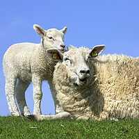 Buy canvas prints of Sheep with Lamb in Field by Arterra 