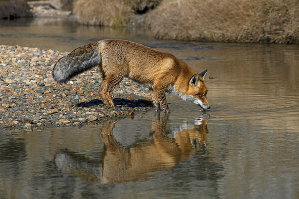 Red Fox Drinking from River Picture Board by Arterra 