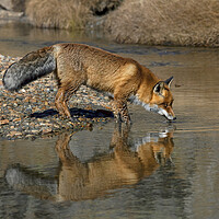 Buy canvas prints of Red Fox Drinking from River by Arterra 