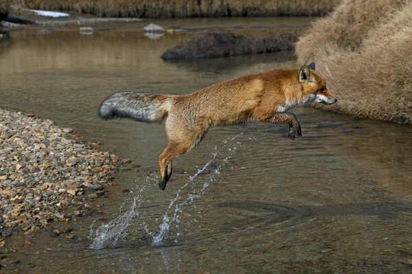 Red Fox Jumping over River Picture Board by Arterra 