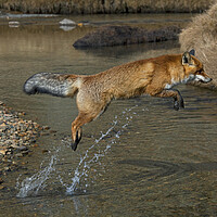 Buy canvas prints of Red Fox Jumping over River by Arterra 