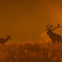 Buy canvas prints of Red Deer Stag and Hinds at Dusk by Arterra 