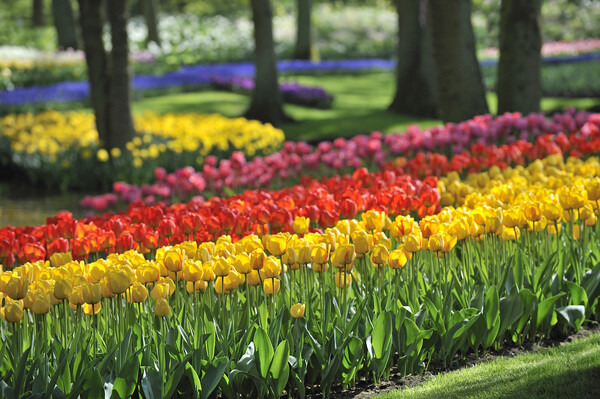 Colourful Tulips at Keukenhof Picture Board by Arterra 