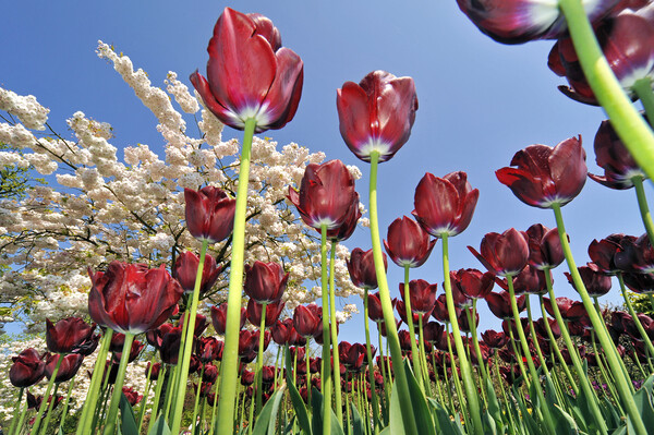 Red Tulips in Holland Picture Board by Arterra 