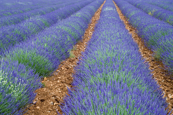 Lavender Field, Provence Picture Board by Arterra 