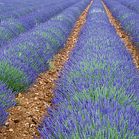Buy canvas prints of Lavender Field, Provence by Arterra 