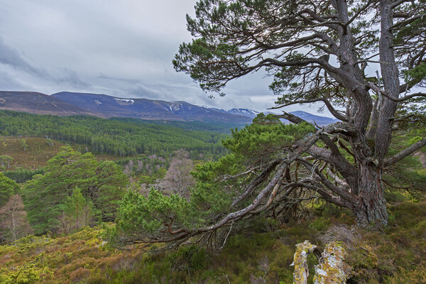 Old Scots Pine Tree in the Cairngorms Picture Board by Arterra 