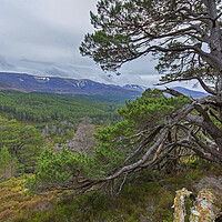 Buy canvas prints of Old Scots Pine Tree in the Cairngorms by Arterra 