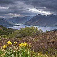 Buy canvas prints of Loch Duich and Five Sisters of Kintail, Scotland by Arterra 